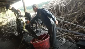 Sugar cane distillery