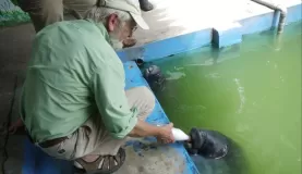 Ken feeding a young manatee