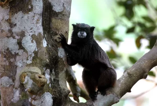 Black Tamarin Monkey spotted on an Amazon tour