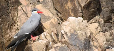 Bird perched upon the rocky cliffs