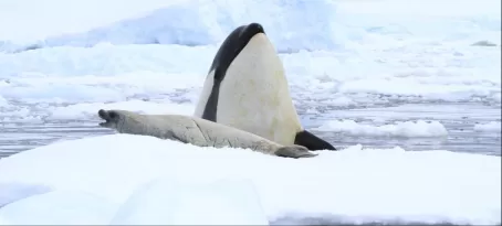 Orca hunting a Weddell seal