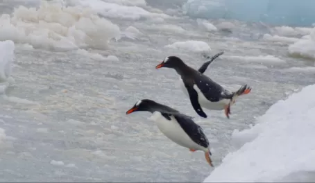 Penguin jump