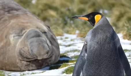 elephant seal and King penguin