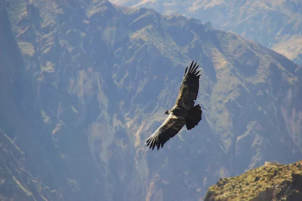 Andean condor in flight in Colca Canyon during a Peru trip
