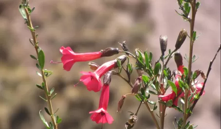 Beautiful flowers of Peru
