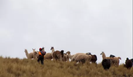 Llamas along the Cachiccata Trek