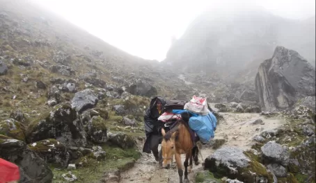 Our donkey walks along the Cachiccata Trek