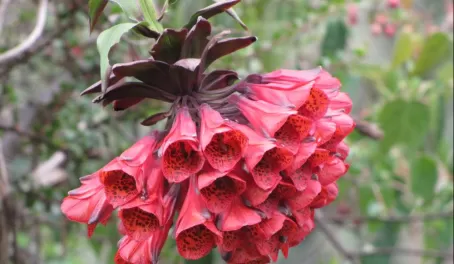 Flowers of Peru