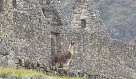 Llama of Machu Picchu