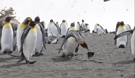King penguins examine a camera