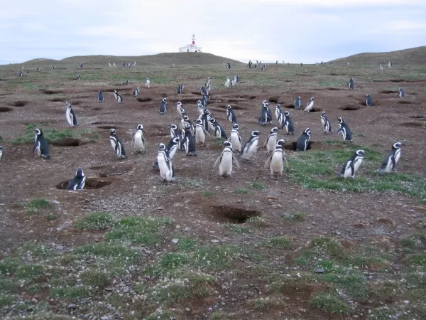 Penguins at Magdalena Island