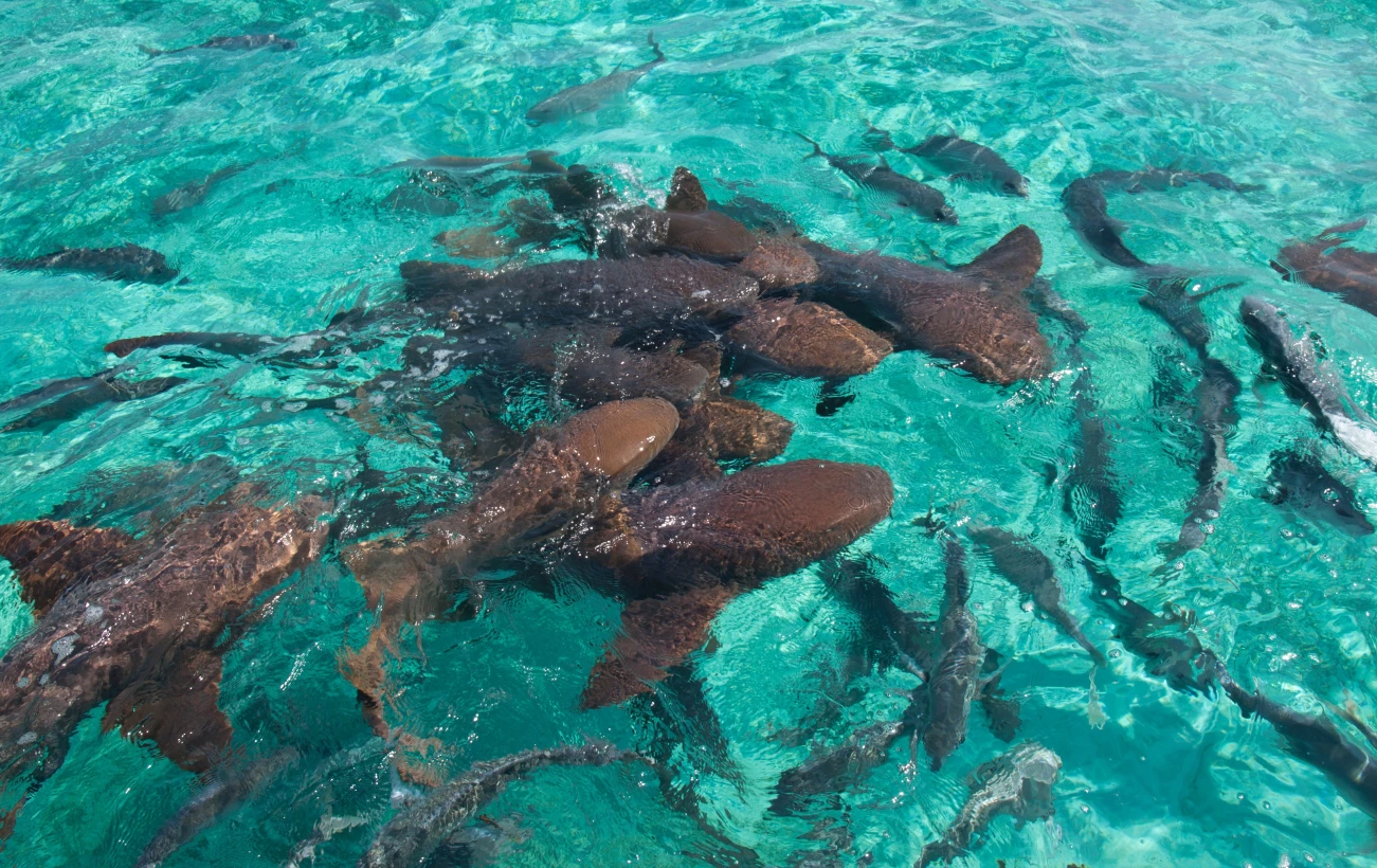 A group of nurse shark