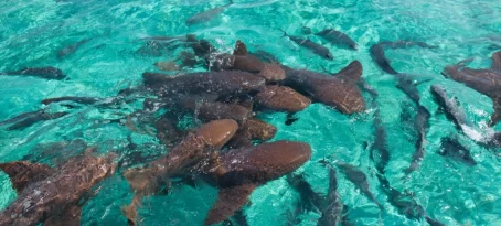 A group of nurse shark