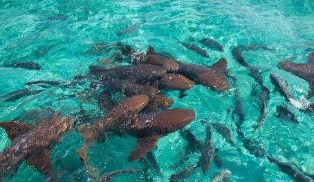 A group of nurse shark