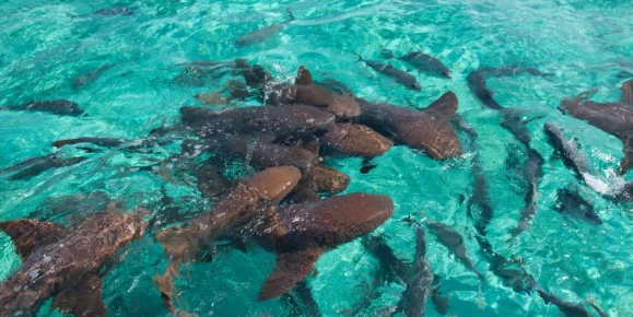 A group of nurse shark