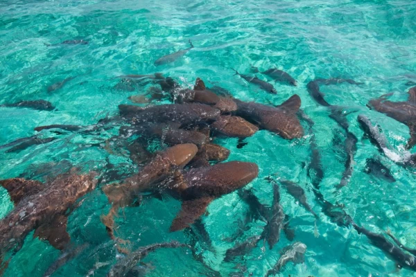 A group of nurse shark