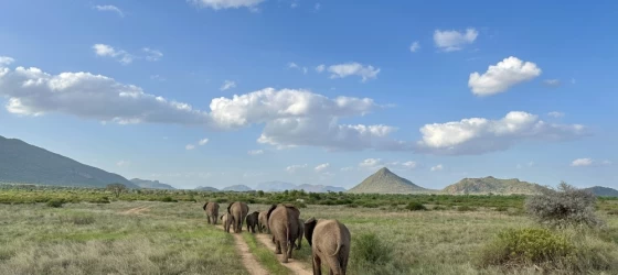 A herd of elephants on the move—Kenya’s wildlife always leaves you in awe, no matter the distance traveled.
