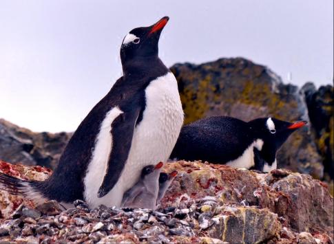 Gentoo Penguins on Ardley Island
