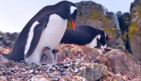 Gentoo Penguins on Ardley Island