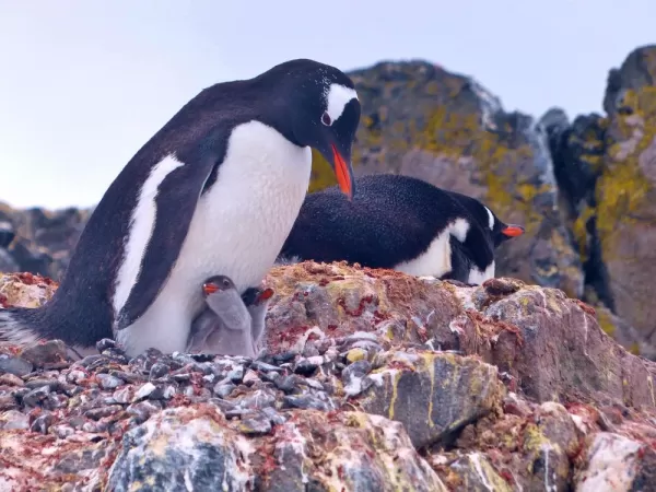 Gentoo Penguins on Ardley Island