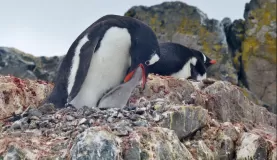 Gentoo Penguins on Ardley Island