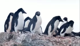 Adelie Penguins on Ardley Island