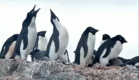 Adelie Penguins on Ardley Island