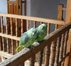 Parrots on the railing