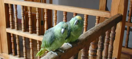 Parrots on the railing