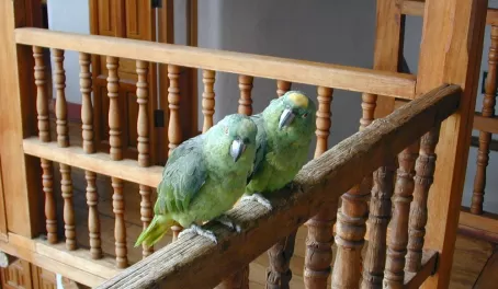 Parrots on the railing