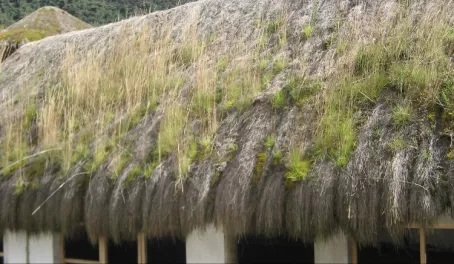 Grass is growing out of the grass roof