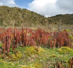 A bizzare plant that the locals refer to as a wild onion