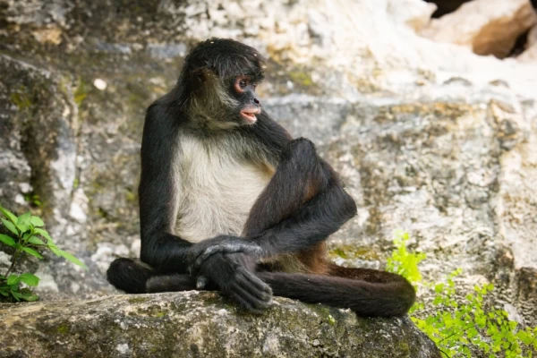 A wild White-Bellied Spider Monkey in Tikal National Park, Guatemala
