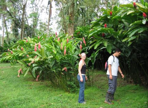 Heleconia gardens at Selva Bananito