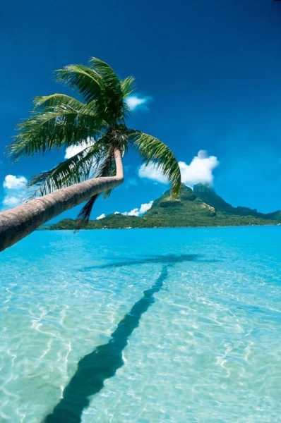 Tahiti Palm