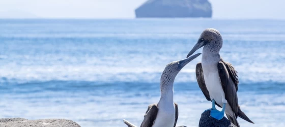 A pair of blue-footed boobies display their charm in the Galapagos Islands