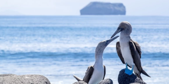 A pair of blue-footed boobies display their charm in the Galapagos Islands