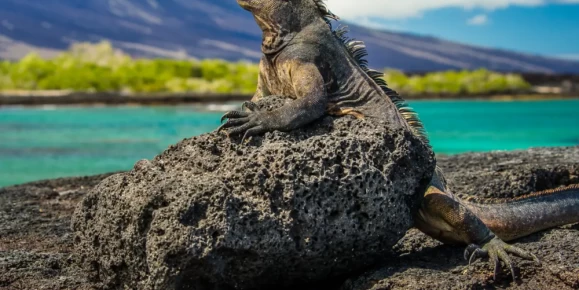 Marine Iguana in the Galapagos Islands