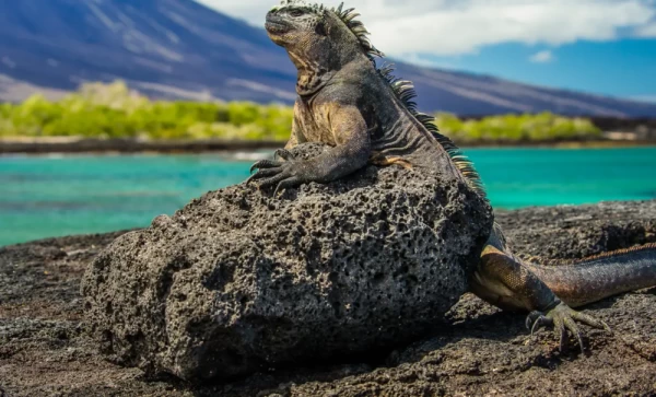 Marine Iguana in the Galapagos Islands