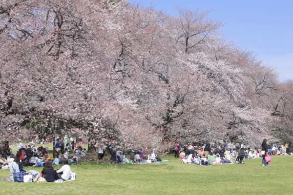 Cherry blossom trees in Japan