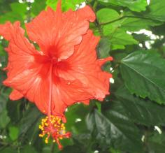 Flowers of Costa Rica