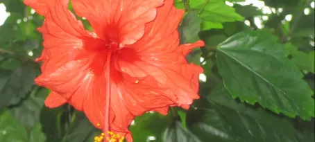 Flowers of Costa Rica