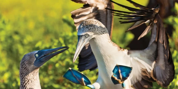 Blue-footed Booby lands on North Seymour Island, Galapagos Islands.