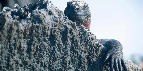 A Marine iguana peaks over a volcanic rock, Galapagos Islands.