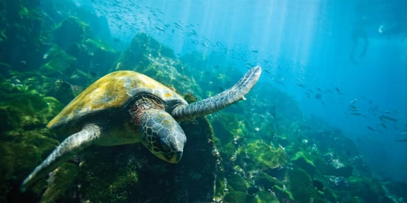 Adult green sea turtle (Chelonia mydas agassizii) underwater off the west side of Isabela Island in the Galapagos Islands