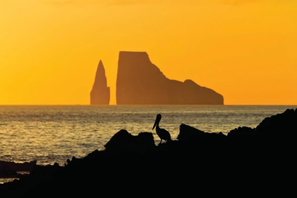 A Brown pelican near shore in sunset light in the Galapagos Islands.
