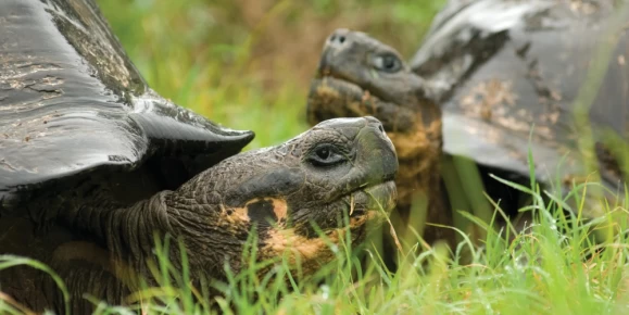 Two Galapagos giant tortoises in green foliage