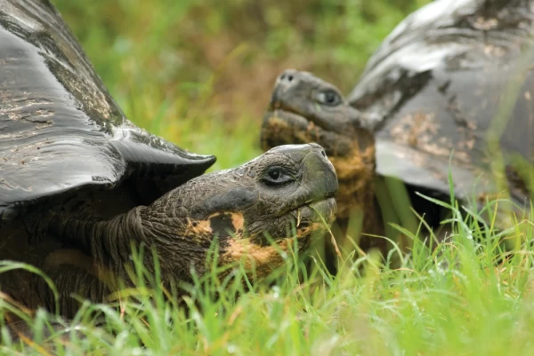 Two Galapagos giant tortoises in green foliage