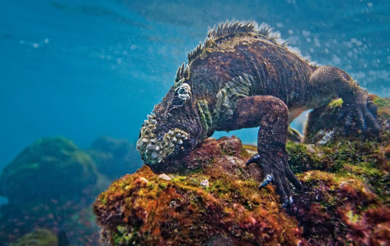 A Marine iguana feeding underwater on algae in the Galapagos Islands