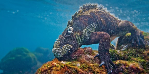 A Marine iguana feeding underwater on algae in the Galapagos Islands